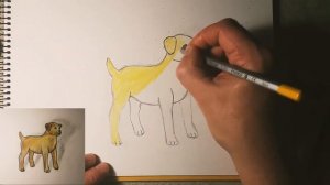 как нарисовать лабрадора