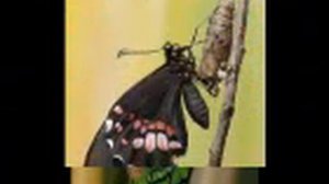 Гусеница. Притча.