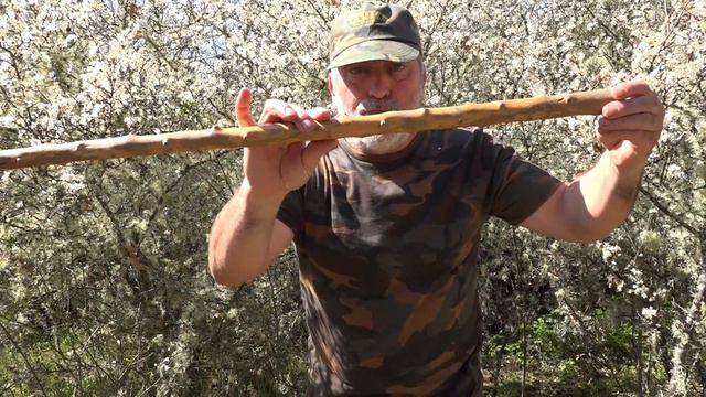 El endrino -  Prunus spinosa