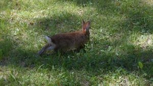 Турбаза Алтаир в Горном Алтае. Видеобзор.