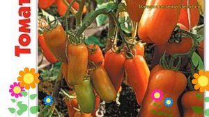 Томат Жигало. Краткий обзор, описание характеристик, где купить семена solanum lycopersicum Zhigalo