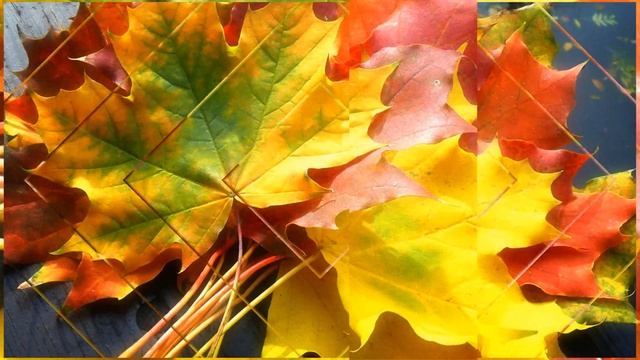 Рыжая грусть листвы The sadness of red leaves смотреть онлайн