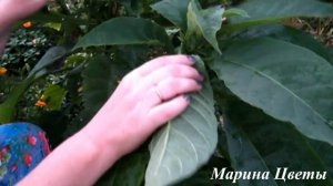 БРУГМАНСИЯ СОШЛА С УМА В СЕНТЯБРЕ!!! НЕРЕАЛЬНОЕ ЦВЕТЕНИЕ!!! * Марина Цветы