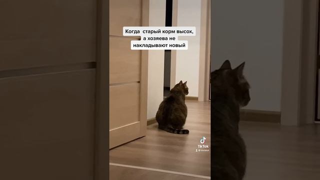 Кот Ральф не хочет есть сухой корм