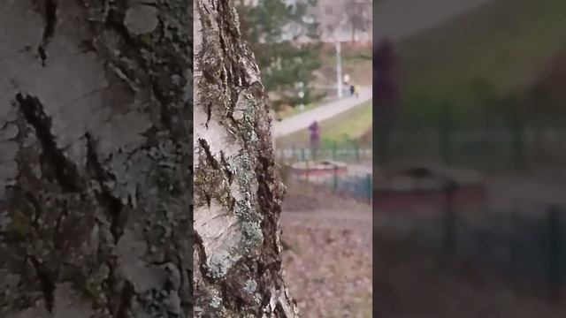 Сумасшедшая бабка орет на своих собак, а другие бабушки сделали ей замечание. (Шол из школы). смотреть онлайн