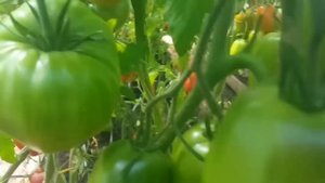 Помидоры для теплиц ! Обзор лучших сортов томатов!