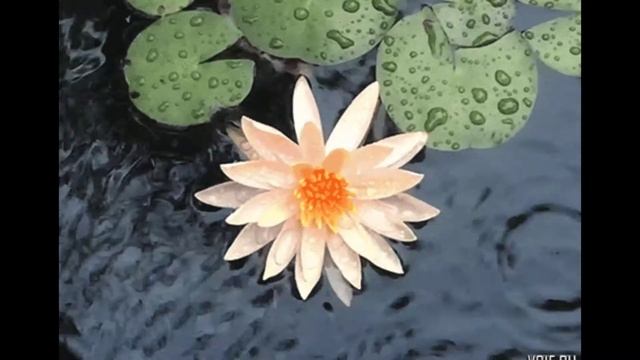 Медитация "Небесный Лотос Богини" смотреть онлайн