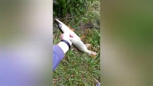 "Майские карьеры" - рыбалка в КБР!!!