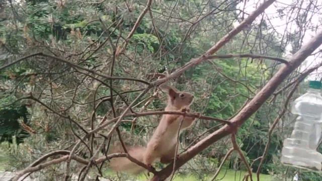 Ч2-1 Вело-покатушки... Белки, пение птиц... смотреть онлайн