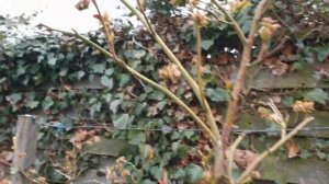 Эксперимент голубика цветёт на дворе мороз и снег