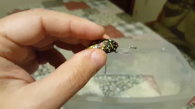 Видеообзор японской форелевой классики - крэнк Mukai Deep Full Spec по заказу Fmagazin. смотреть онлайн