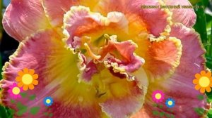 Лилейник гибридный Сьюзан Причард Петит. Краткий обзор, описание hemerocallis Susan Pritchard Petit