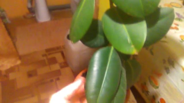 Как избавиться от щитовки Помогите???? смотреть онлайн