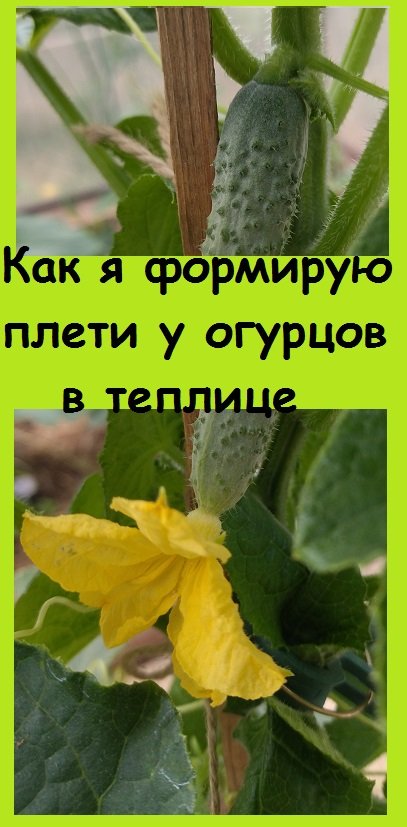 Как я формирую рост растения ГИБРИДА ОГУРЦА в теплице для большого урожая
#дача #огород #garden