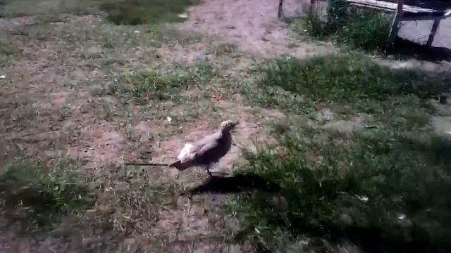 Хотим поймать  птенца чайки [Г.НОВДВИНСК ]