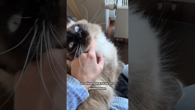 Почему кошка лижет хозяина? 😻