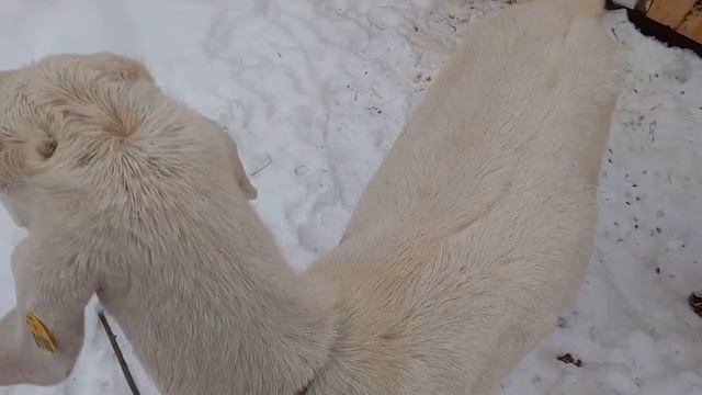 Обзор зимнего сарая для Нубийских и Камерунских коз.