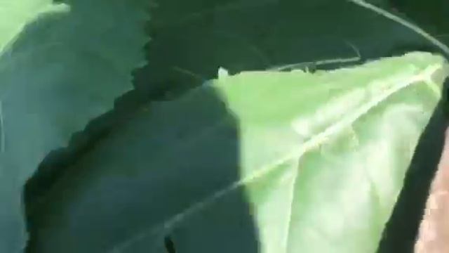 Dow seeds 421. Крепыш и образец! смотреть онлайн