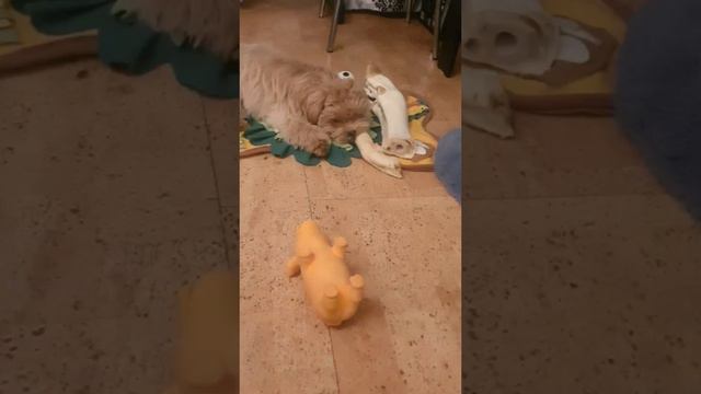 Подарите любовь и вам ответят тем же..