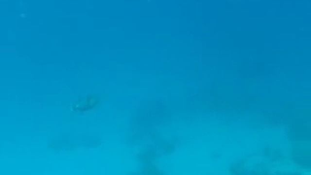 Scuba Diving with an Aggressive Titan Triggerfish on the Great Barrier Reef смотреть онлайн