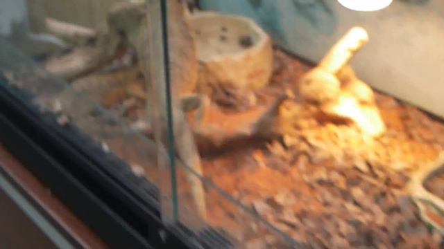 ЭДЕМСКИЙ САД. Цветет азалия Часть 2. смотреть онлайн