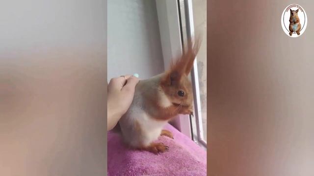Как мы дали белке то, что давать нельзя... ??️ Squirrel and fish смотреть онлайн