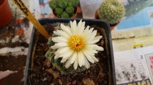 coryphantha elephantidens  - cactus flower  - kaktüs çiçeği  - cacti  - adana