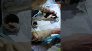 У котов тоже бывают инсульты