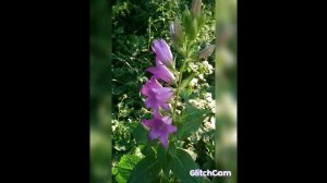 Bel violet blue and white колокольчики фиолетовые
