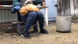 Зачем обрезать перья у кур под хвостом? Уход за породой кур орпингтон / дневник птицевода 24