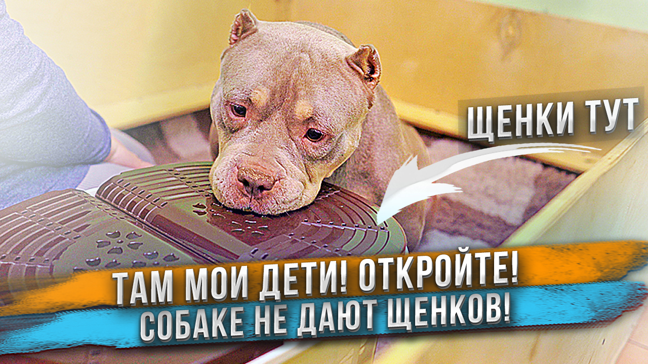 Собака хочет к щенкам, но люди не пускают её к ним!