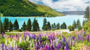 Alpine meadows Switzerland. Meadows. Switzerland. Альпийские луга Швейцарии. Лугa