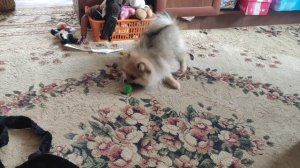 Вальс Шопена, для маленькой собачки.