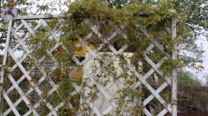 Кустарники декоративные и ягодные в моем саду.