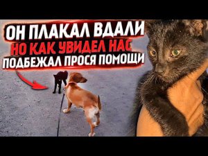 Он бежал ко мне на встречу злым псам Отважный "Принц"| Забрали Мурку со Ставрополя. Леди впервые...