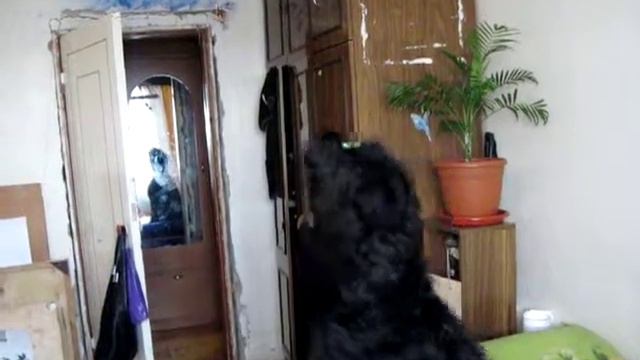 гарда и шишки на люстре.AVI смотреть онлайн