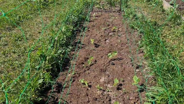 Наш огород и урожай. Обзор участка и что такое счастье.