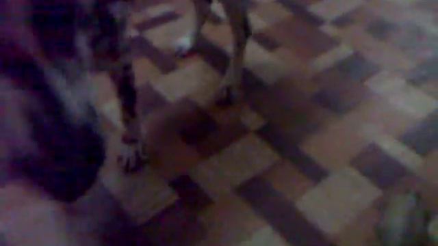 Красивая и умная собака породы далматинец. الكلب الدلماسي. dalmatian dog. dalmatinischer Hund. cane