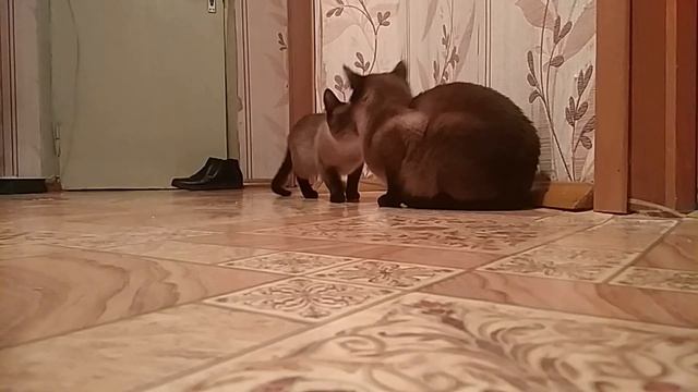 Тайская порода кошек ЗВУКИ КОШЕК  Мяуканье кошки  Мяуканье кота  Брачные игры кошек Cat mating game