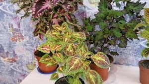 Колеус. Уход и размножение