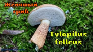 Горчак бывает не горьким и целебным | Tylopilus felleus