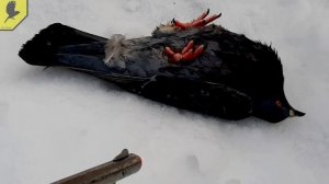 Голубь разбился / jokes about pigeons / Приколы про голубей