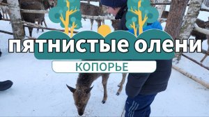 Пятнистые олени в лесу