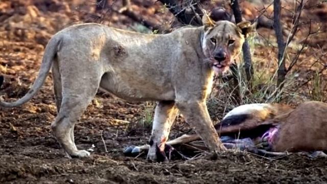Львица поедала пойманную антилопу, но вдруг она заметила детеныша внутри! смотреть онлайн
