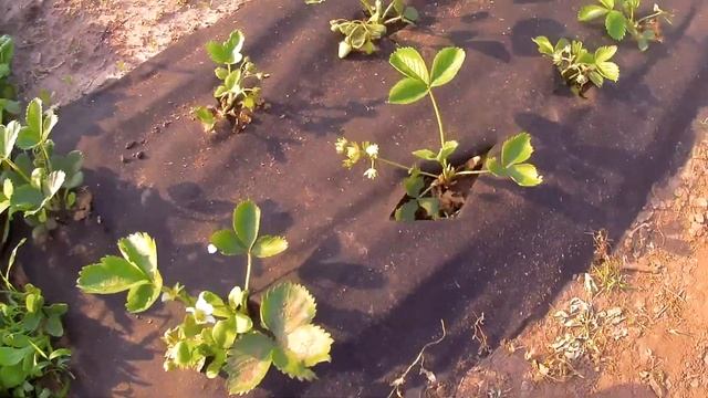 ПРАВИЛЬНАЯ ПОСАДКА КЛУБНИКИ на Черное Агроволокно. Черный укрывной материал СУПЕР ВАРИАНТ !!! смотреть онлайн