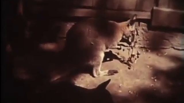 Биогеографические доказательства эволюции смотреть онлайн