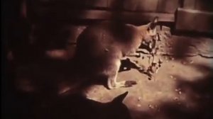 Биогеографические доказательства эволюции