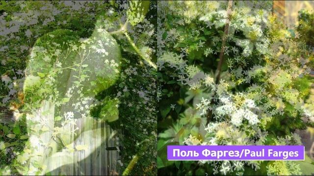 МЕЧТА САДОВОДОВ! САМЫЕ НЕПРИХОТЛИВЫЕ Растения с БЕЛОЙ АРОМАТНОЙ ПЕНОЙ ЦВЕТОВ