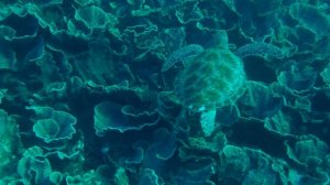 Green Turtle in Komodo National Park