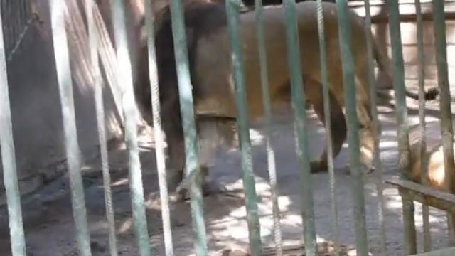 Одесский зоопарк (Любовь больших кошек) смотреть онлайн